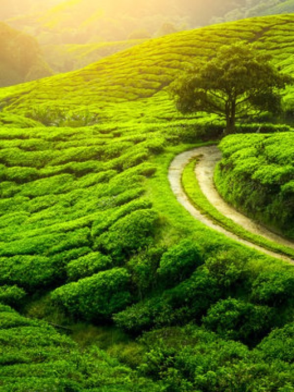 16893124371068699467