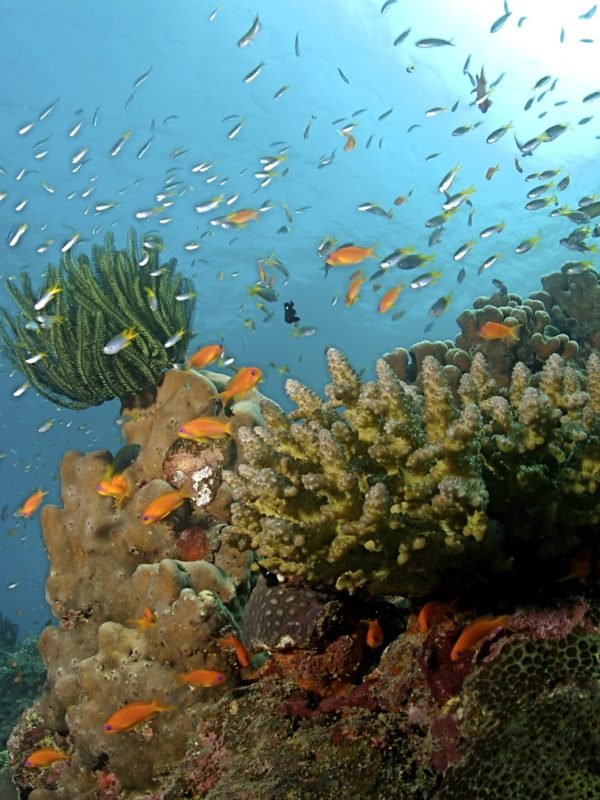 16905230561876993306