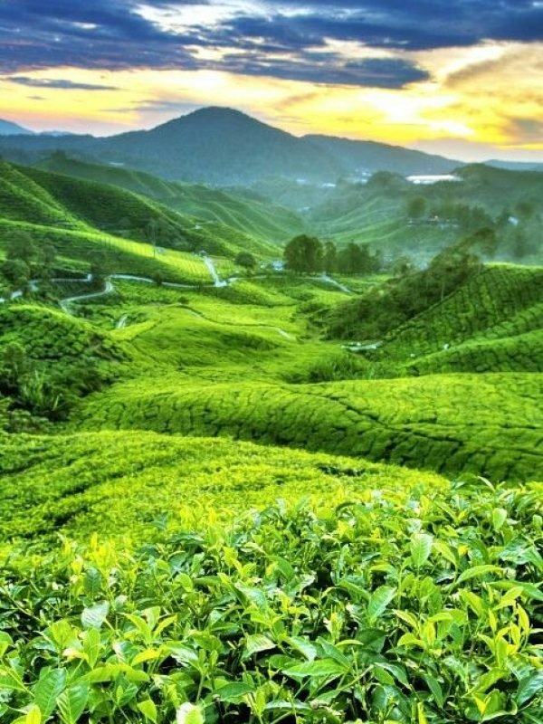 c22f438223214ea5beabc1be59cfa56e